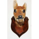 * An early 20th century taxidermy Chinese Water-Deer Stag (Hydropotes inermis) mask, mounted on an