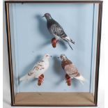 * A trio of taxidermy Pigeons (Columbidae), each mounted on a perch against a blue painted