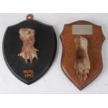 * A mid-20th century taxidermy Otter (Lutra lura) pad, mounted on an oak shield, annotated "WO-HL