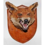 * A mid-20th century taxidermy Fox (Vulpes vulpes) mask, mounted on an oak shield, bearing an