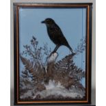 * A taxidermy Starling (Sternus vulgaris), mounted on a stump within a faux snow covered