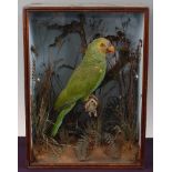 * A late Victorian taxidermy Yellow-faced Parrot (Alipiopsitta xanthops), mounted on a branch in a