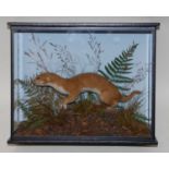 * A taxidermy Weasel (Mustela), mounted in a naturalistic setting, within a glazed display case,