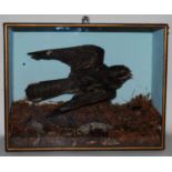 * An early 20th century taxidermy Nightjar (Caprimulgus europaeus), mounted in flight with a moth as