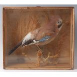 An early 20th century taxidermy Jay (Garrulus glandarius), mounted on a branch, within a glazed pine