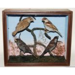 * An early 20th century taxidermy bird group to include two Spanish sparrows (Passer hispaniolensis)