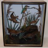 * A circa 1900 taxidermy group of birds to include a Kingfisher (Alcedinidae), a pair of