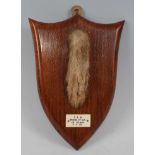 * An early 20th century taxidermy Fox (Vulpes vulpes) pad, mounted on an oak shield with ivorine