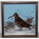 * A taxidermy Woodcock (Scalopax rusticola), mounted in a naturalistic snow scene, within a parcel