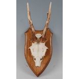 * A pair of Roe Deer (Capreolus capreolus) antlers on cut upper skull, mounted on an oak shield,