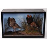 * A pair of taxidermy Ruff (Calidris pugnax), each in mating plumage, mounted in a naturalistic