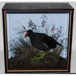 * A taxidermy Moorhen (Gallinula chloropus), mounted in a naturalistic setting, within a parcel gilt