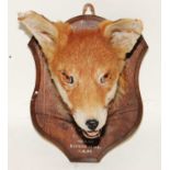 * A taxidermy Fox (Vulpes vulpes) mask, mounted on an oak shield annotated "S.D.H. Nortontop, 65