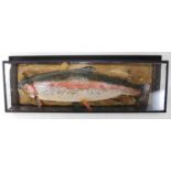 * A taxidermy Rainbow trout (Oncorchyncus mykiss), mounted on a naturalistic board within a wall