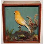 * A taxidermy Canary (Serinus canaria domestica), Clear Norwich Buff Hen, mounted on a perch amongst