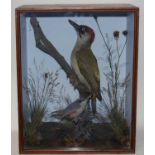 * A late Victorian taxidermy Green Woodpecker (Picus viridis) together with a Nuthatch (Sitta)