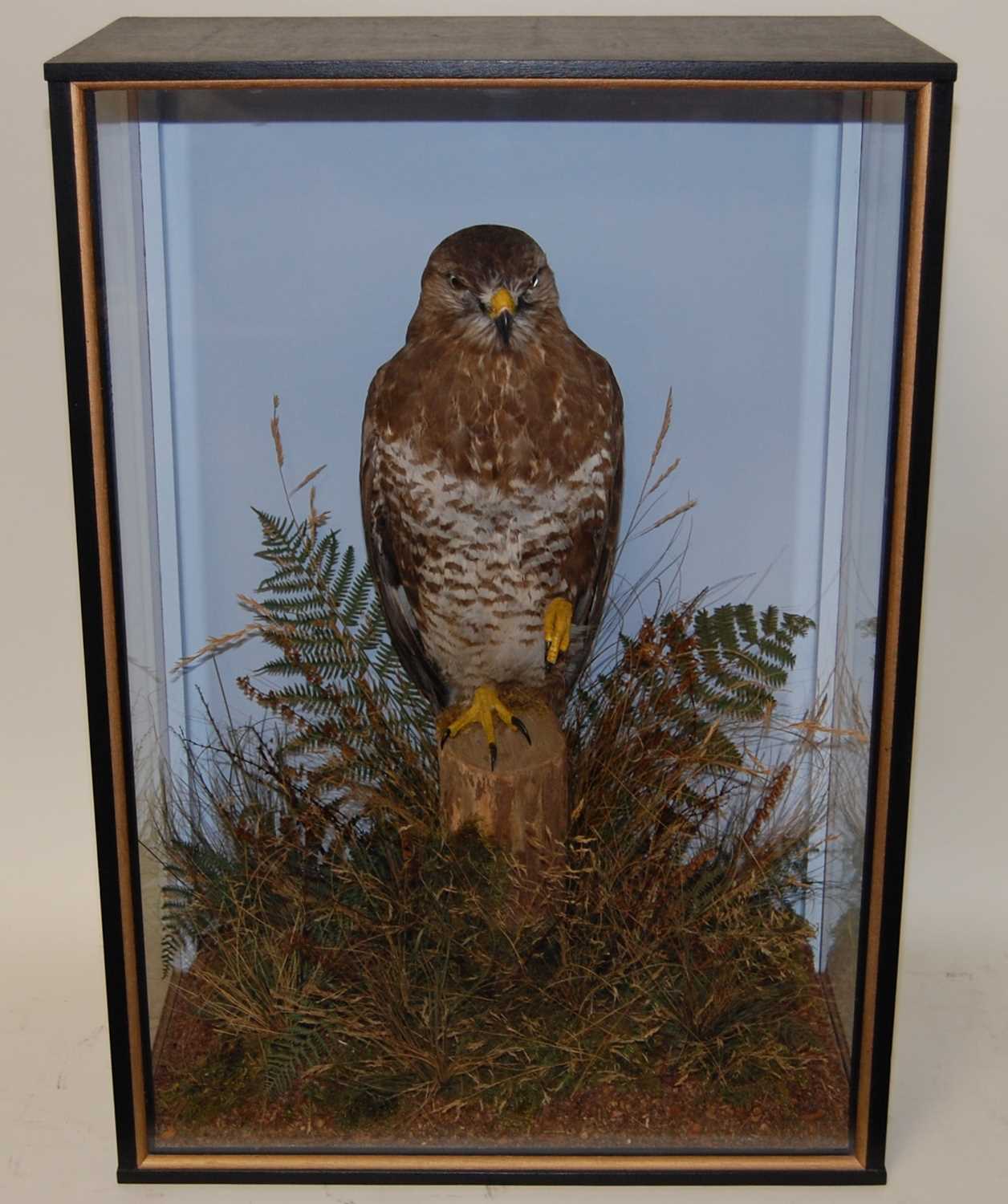 * A taxidermy Buzzard (Buteo buteo), full mount, perched on a stump amidst tall grasses and