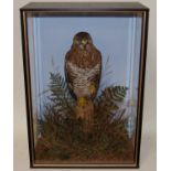 * A taxidermy Buzzard (Buteo buteo), full mount, perched on a stump amidst tall grasses and