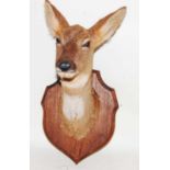 * A 20th century taxidermy Fallow deer (Dama dama) head mount on an oak shield, h.56cm.Condition