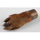 * A taxidermy Otter (Lutra lutra) pad brooch, having an unmarked white metal mount and clasp, 8cm.