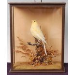 * A taxidermy Canary (Serinus canaria domestica), possibly a Clear Border Buff hen, mounted on a