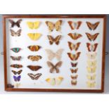 Lepidopterology, a collection of thirty seven various butterflies to include Statira sulphur (