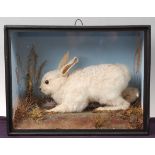 * An early 20th century taxidermy Ermine Leveret (Mustela erminea), mounted in a naturalistic