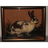 * A large late Victorian taxidermy Domestic Rabbit (Oryctolagus cuniculus domesticus), full mount,