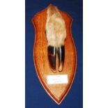 * A 20th century taxidermy Deer slot, mounted on an oak shield with plaque T.S.H. Clapworthy Mill 12