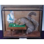 * An anthropomorphic taxidermy Grey Squirrel (Sciurus carolinensis), mounted as though playing