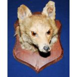 * An early 20th century taxidermy Fox (Vulpes vulpes) mask mounted on a beech shield, bearing a