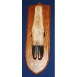 * An early 20th century taxidermy Deer slot, mounted on an oak shield dated 2.3.27 and bearing an