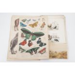 A quantity of 19th Century hand-tinted bookplates of a zoological nature, including camels,