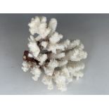 A coral specimen, 18 cm high