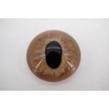 A glass eye akin to that of a sheep, 3 cm