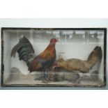 A 19th / early 20th Century cased taxidermy display of two chickens, 64 cm x 36 cm x 16 cm