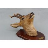A taxidermy roe deer stag
