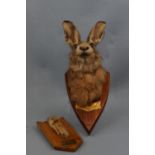 A taxidermy hare plaque