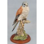 Border Fine Art, Kestrel, 27 cm