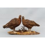 Taxidermy. A pair of stuffed red grouse