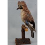 A taxidermy jay