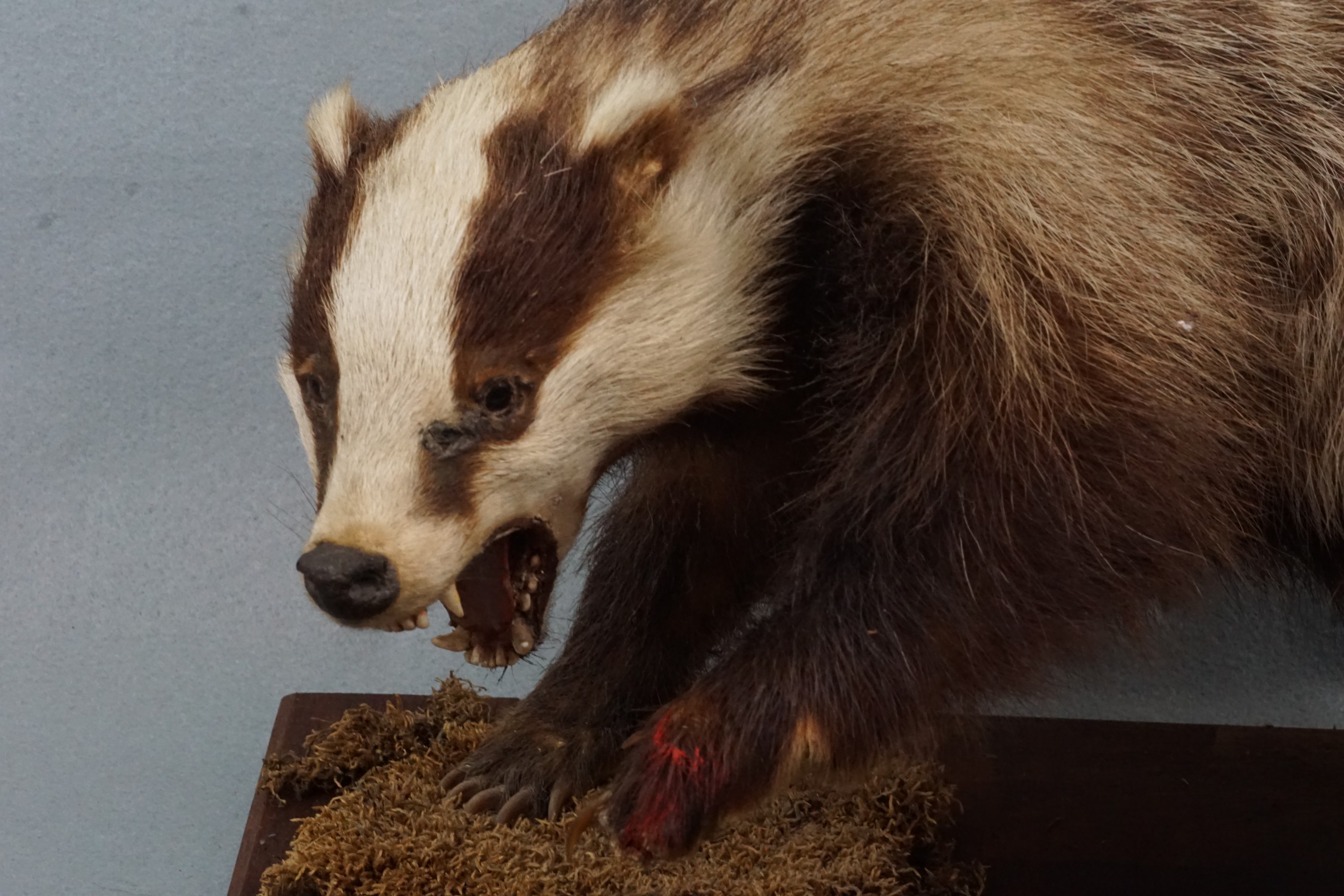 A taxidermy badger - Image 2 of 3