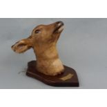 A taxidermy roe deer hind