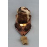 A taxidermy badger head plaque