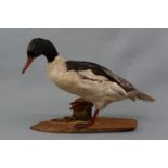 A taxidermy gooseander