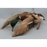 A taxidermy mallard duck