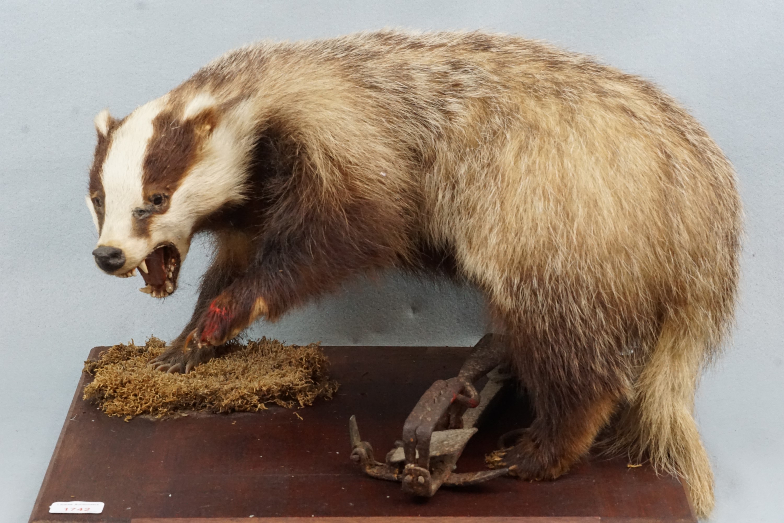 A taxidermy badger