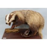 A taxidermy badger