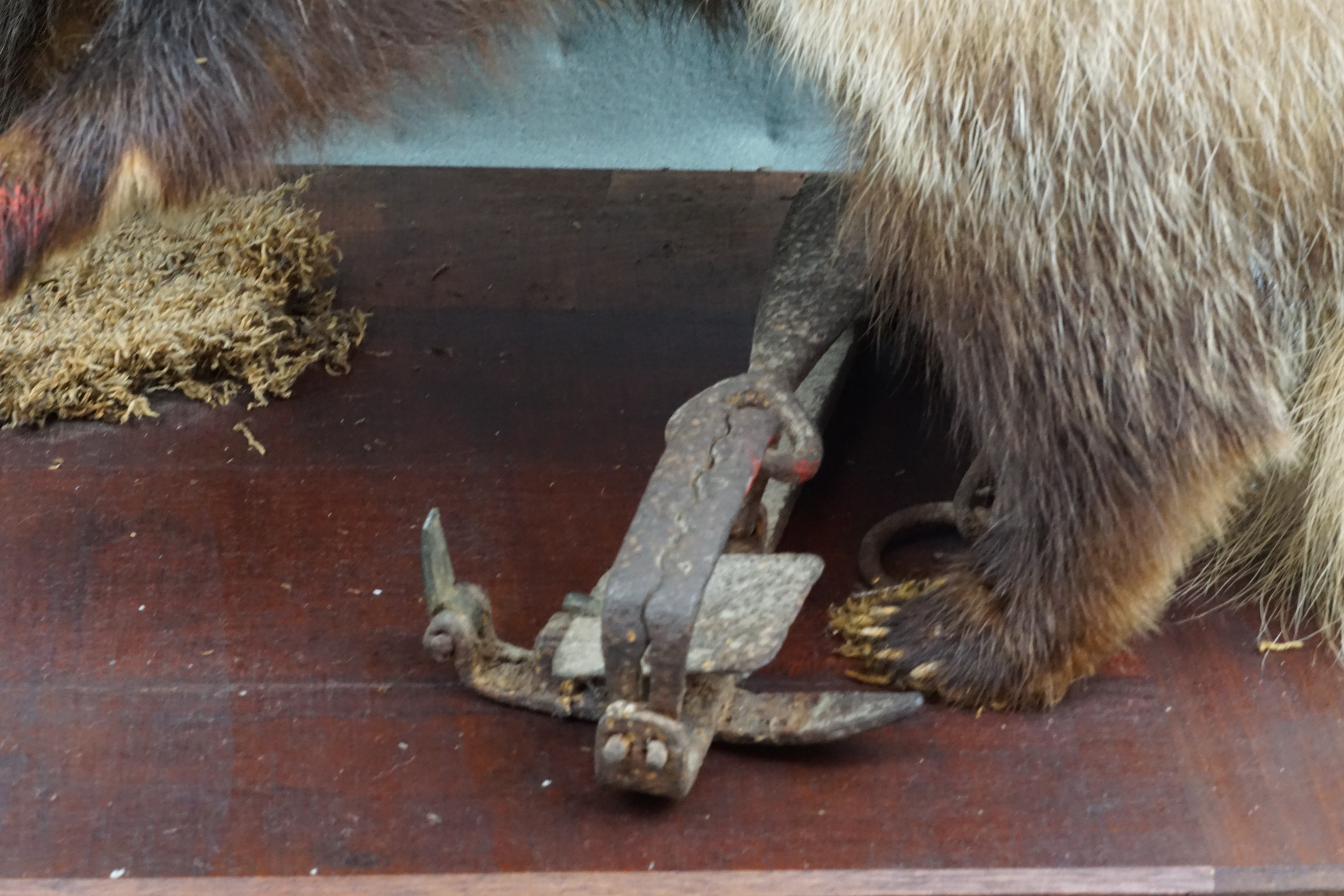 A taxidermy badger - Image 3 of 3