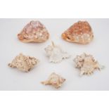 Two conch shells and four other shells